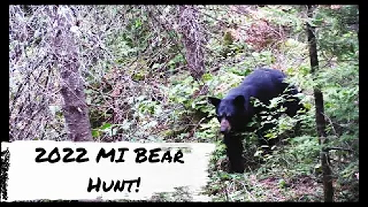 Michigan Public Land Bear Hunt!
