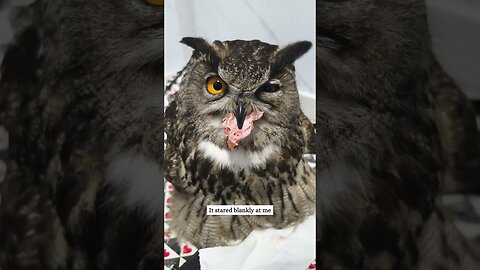 The man was shocked when he found the owl on his porch