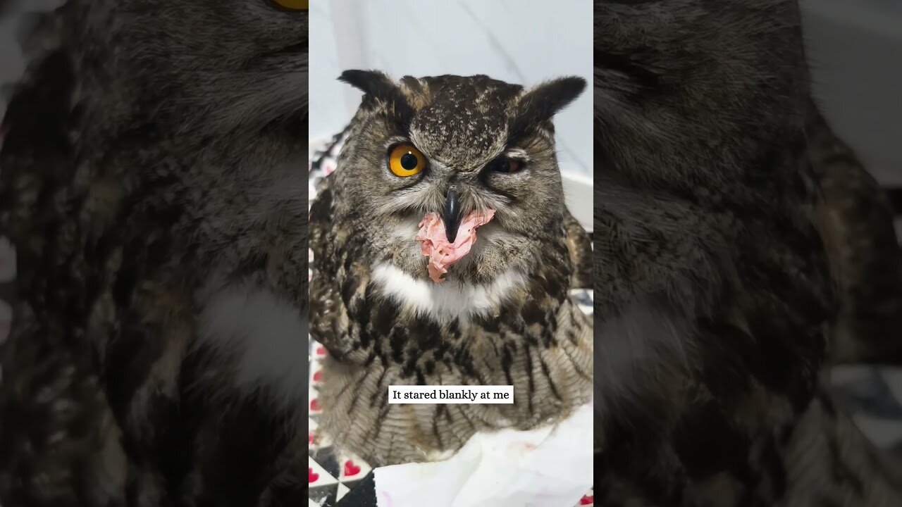 The man was shocked when he found the owl on his porch