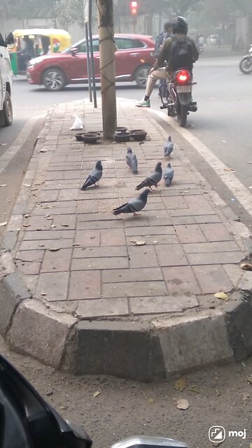 Catch the city’s feathered friends in action! #PigeonVibes #TrafficSignal #UrbanWildlife #CityLife