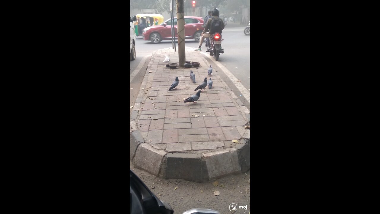 Catch the city’s feathered friends in action! #PigeonVibes #TrafficSignal #UrbanWildlife #CityLife