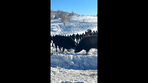 Ždralonja od Batara vs Zec od Rađe