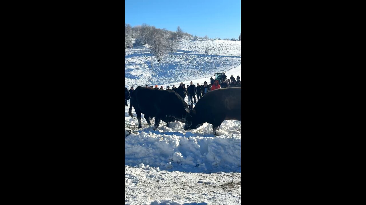 Ždralonja od Batara vs Zec od Rađe