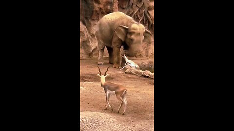 The elephant pulled the deer out of the water.