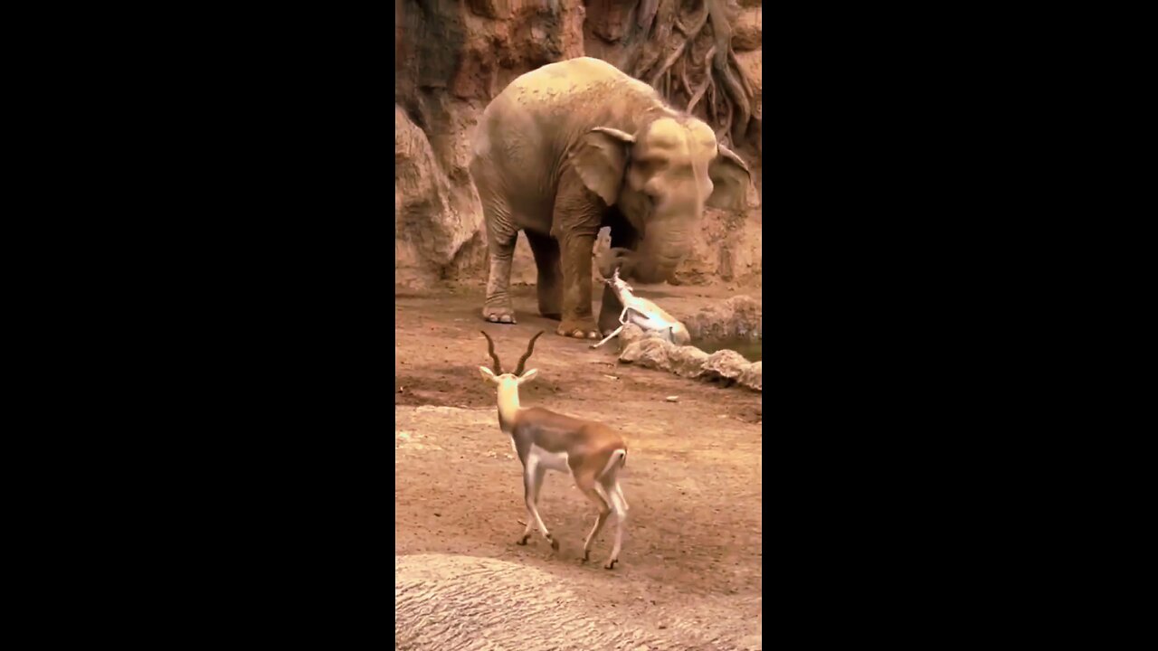 The elephant pulled the deer out of the water.