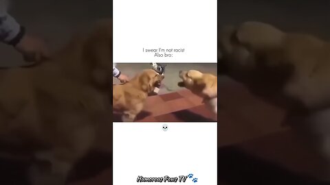 Funny animals 2024😂- Funniest Cats and Dogs Video😹🐶 #22