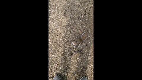 A squirrel jumps onto my leg to beg for food.