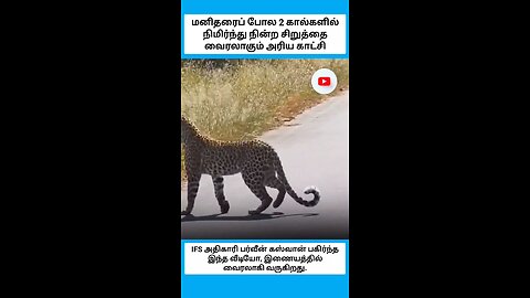 மனிதரைப் போல 2 கால்களில் நிமிர்ந்து நின்ற சிறுத்தை
