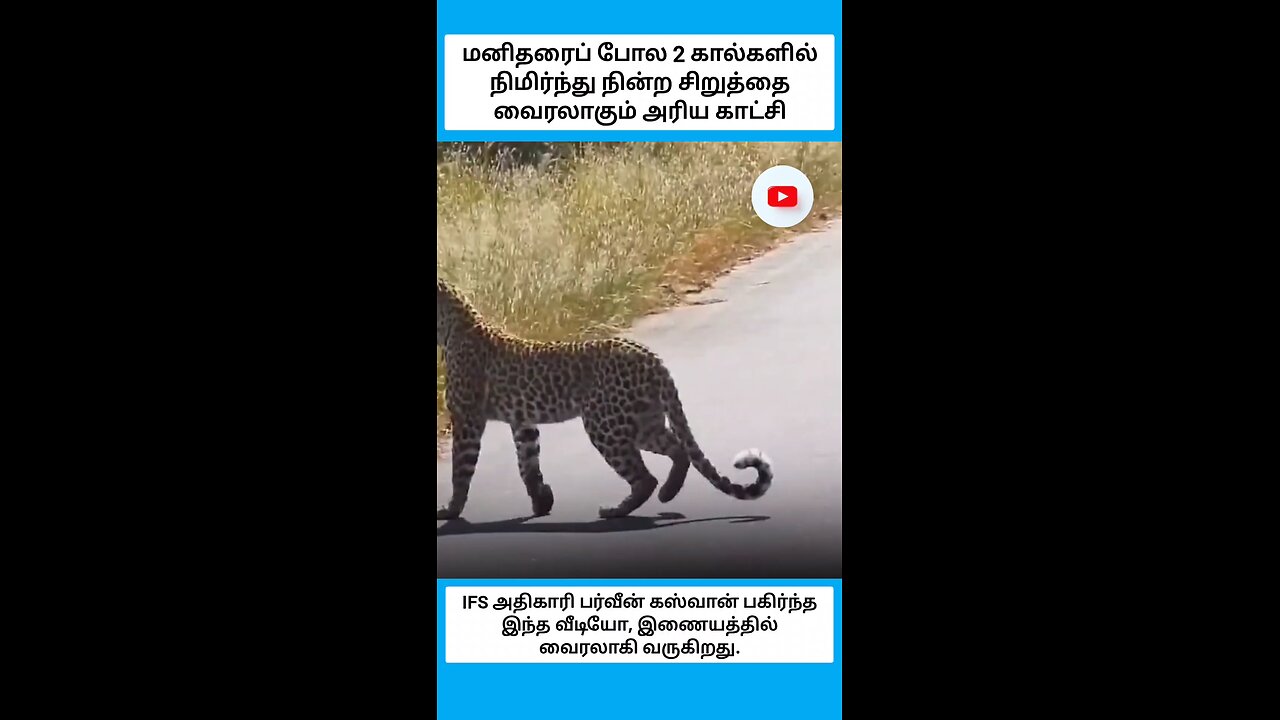 மனிதரைப் போல 2 கால்களில் நிமிர்ந்து நின்ற சிறுத்தை