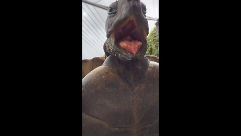 tommy turtle bay again 🤣🐢