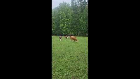 Cows and calves 2025.