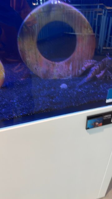 Cool fish at The Clearwater Marine Aquarium