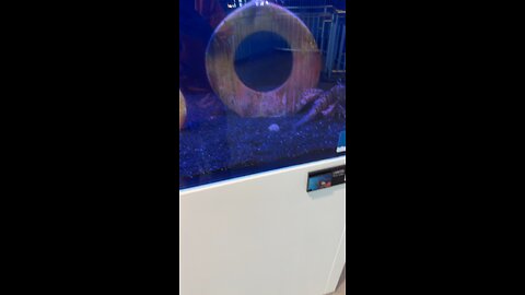 Cool fish at The Clearwater Marine Aquarium
