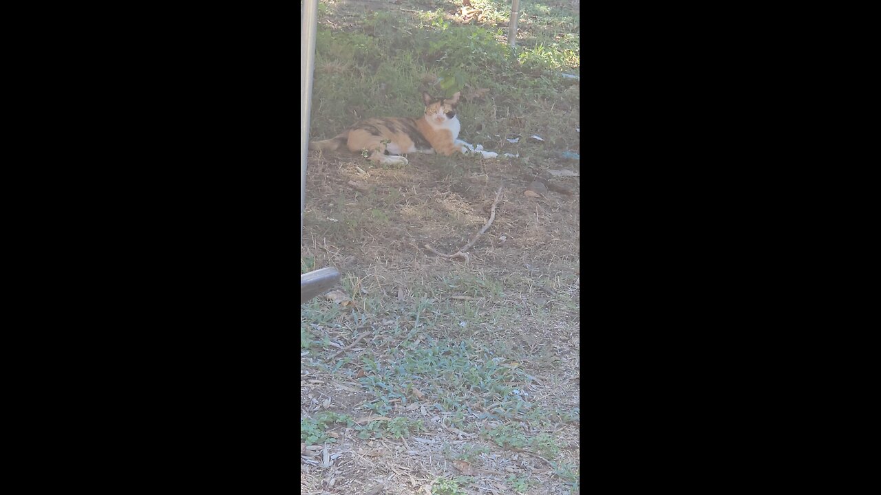 When your cat is just trying to relax