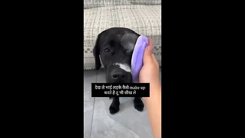 dog Make-up