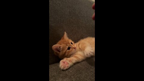 gatito tierno