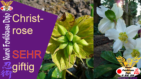 081 - Christrose