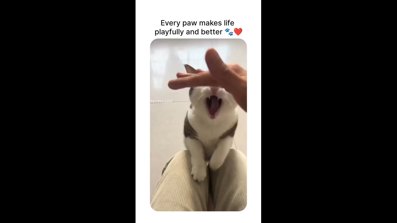 funny cats