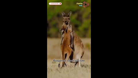 Kangaroos Are Nature’s Ultimate Fighters You Won’t Believe Their Strength! #nature #kangaroo