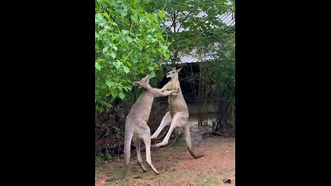 Kangaroo Wrestling Match"