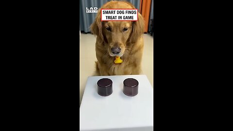 Wait for it... 💀 (🎥: CONTENTbible)#funnydogfight #shortsfeed