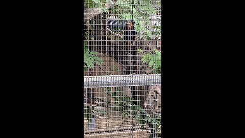 Golden-headed Lion tamarin 🐒 #primate #monkey #shorts #trending #viral #followme