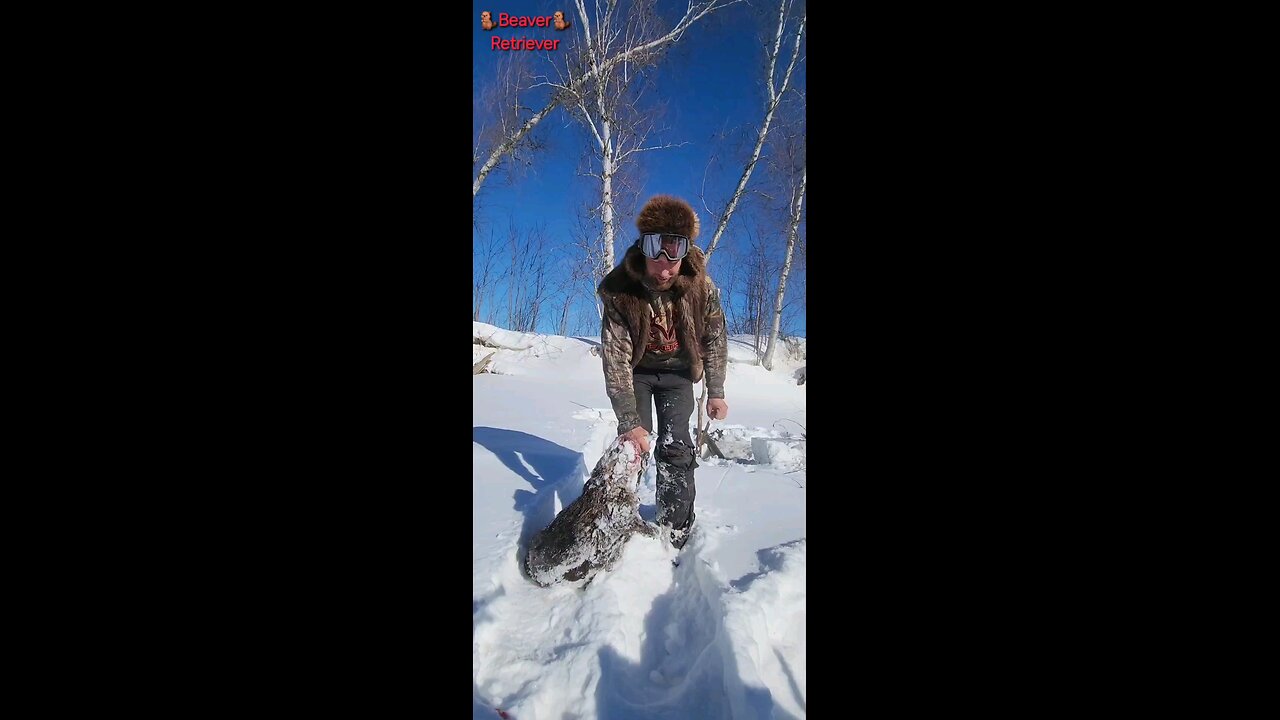61 pound beaver