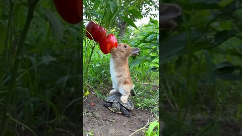 Eat turtle, hurry up, I can't hold it anymore, cute rabbit, cute little pastoral pet