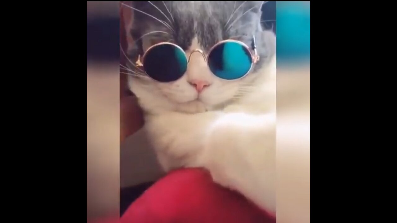 Adorable & Funny Kitten Fails | Best Funny Cat Videos