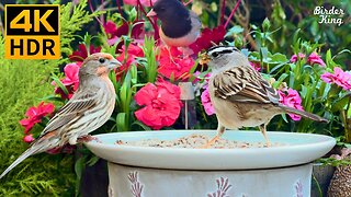 Cat TV for Cats to Watch 😺 Beautiful Birds and A Cute Mouse
