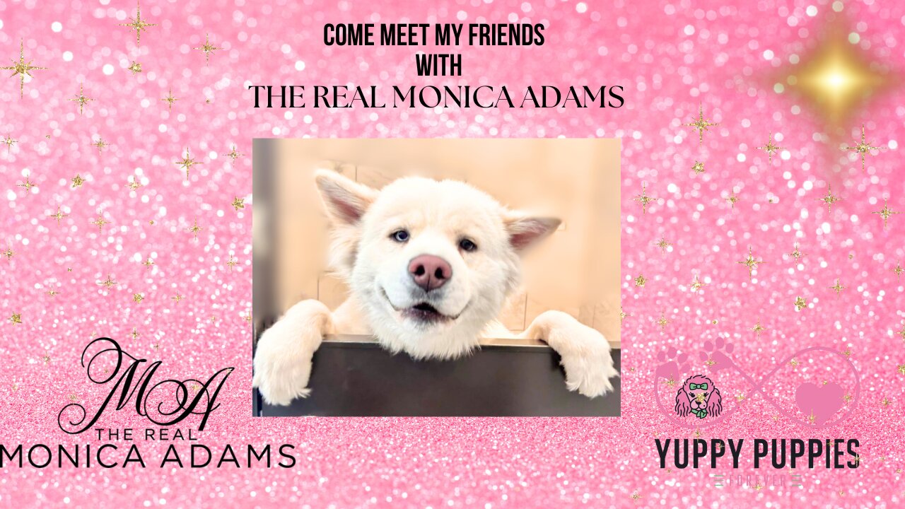 Showcasing all the babies we want to help get adopted from Yuppy Puppies Forever Rescue