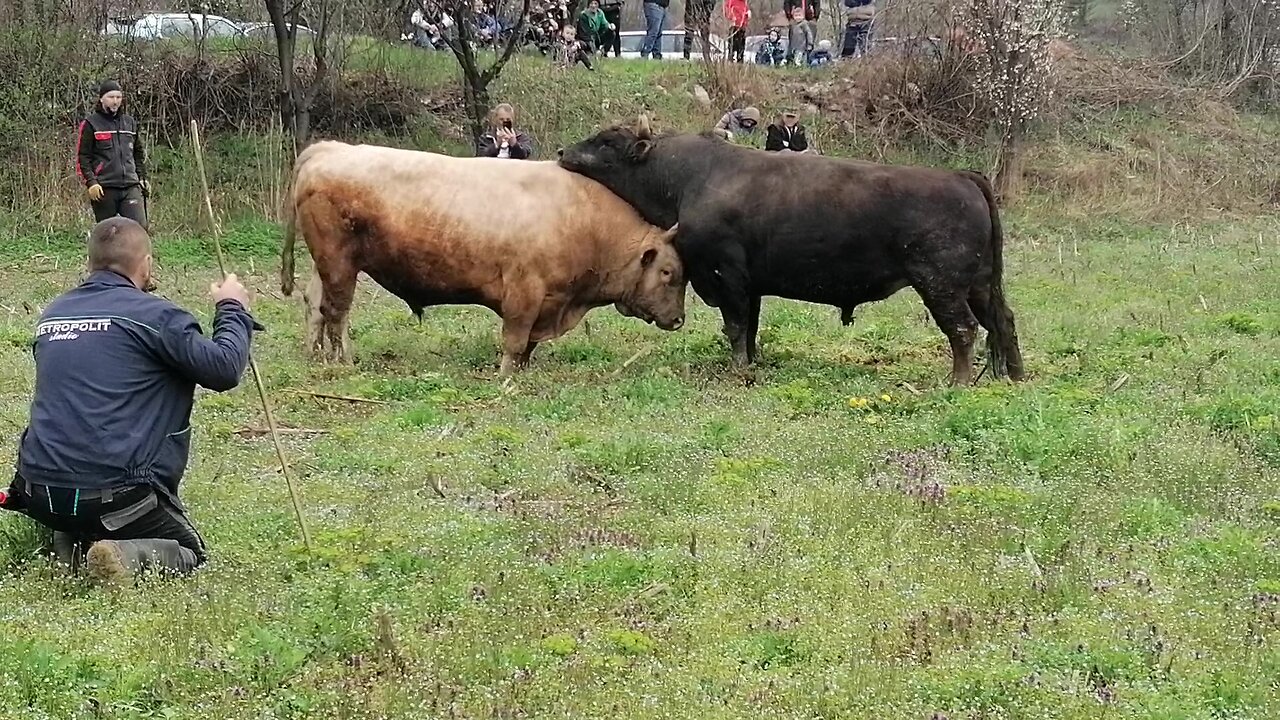 Balkanac od Smrike vs Golub od Gadžuna