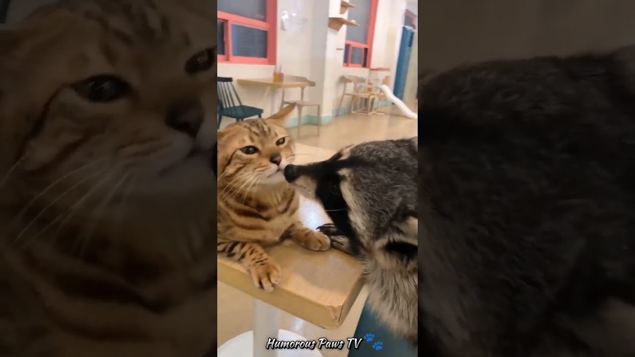 Funny animals 2024😂- Funniest Cats and Dogs Video😹🐶