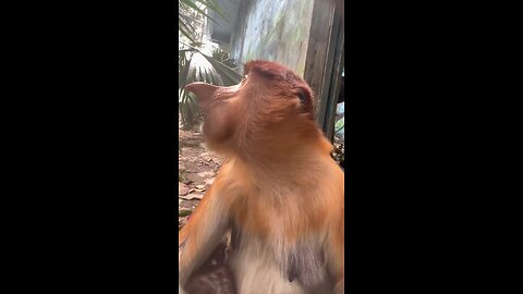 monkey 🐒🐵🐒 lunch time 😄😄😁