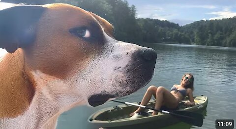 I Wasn't Prepared For The Dog Comedy 😁 Funny Dog Videos 2025
