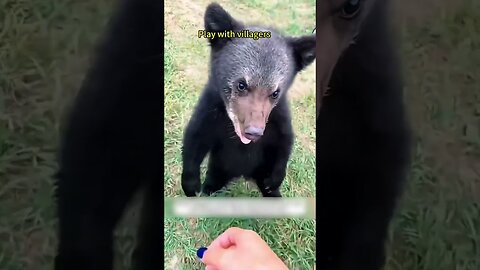 The bear came to the people asking for help and they gave him a new house