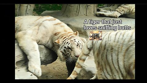 A tiger that just loves sniffing butts