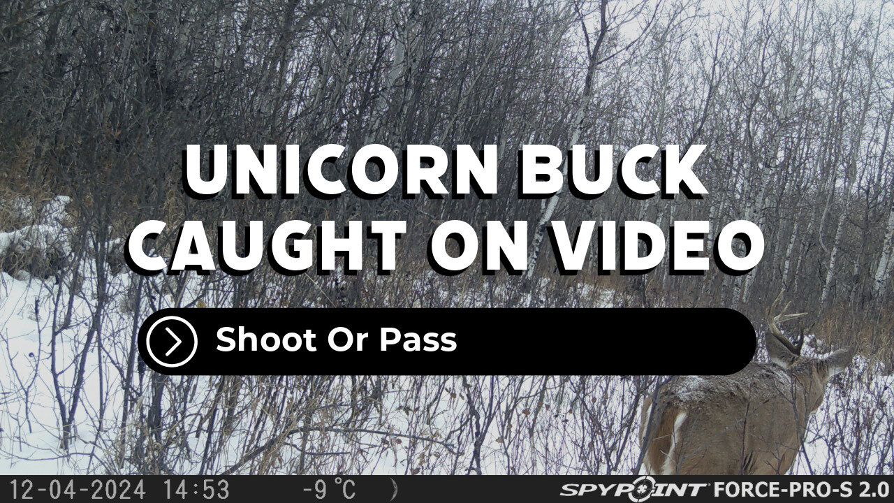 Unicorn Buck Is Back!!