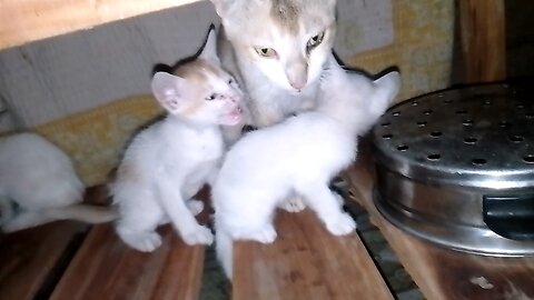 stray cat rescue done