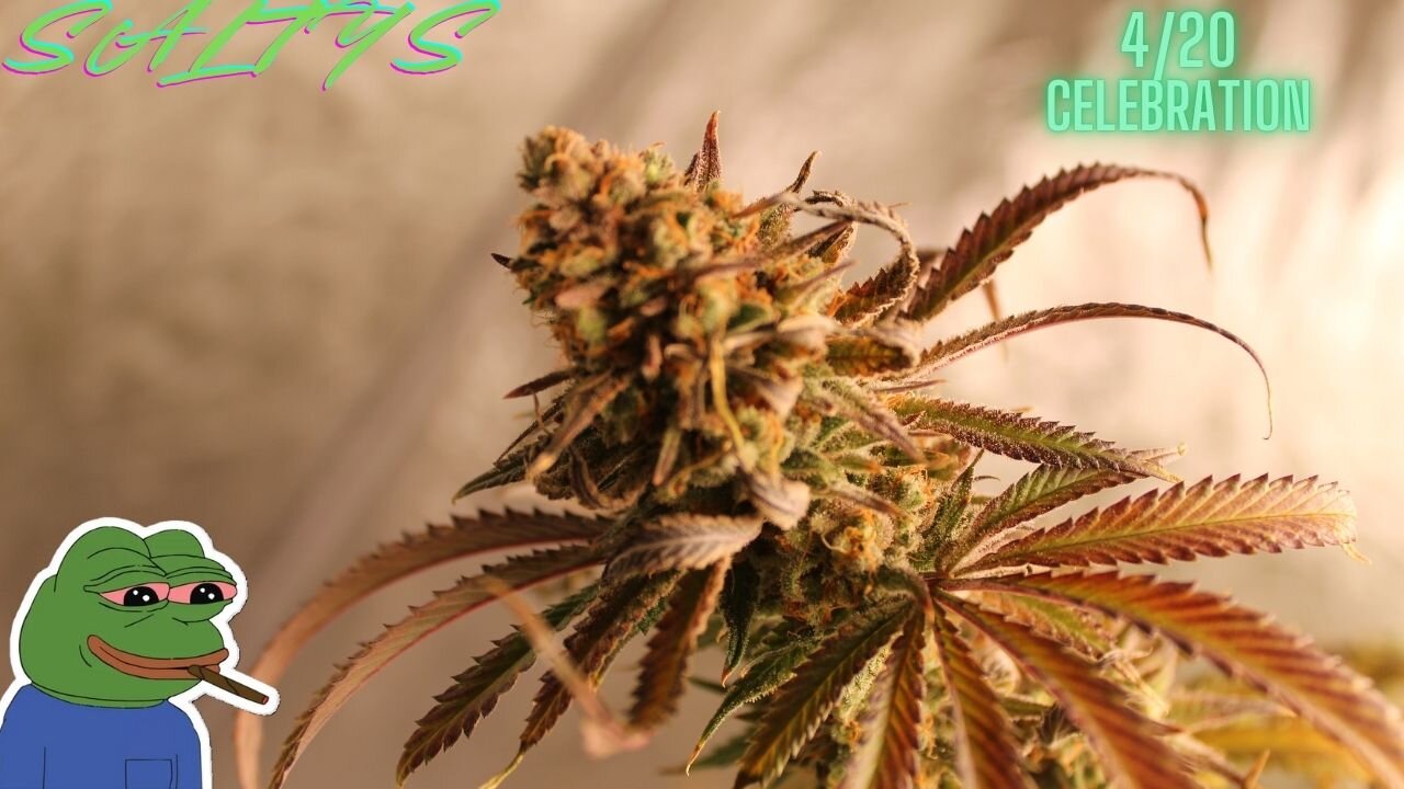 4/20 Celebration with Salty!