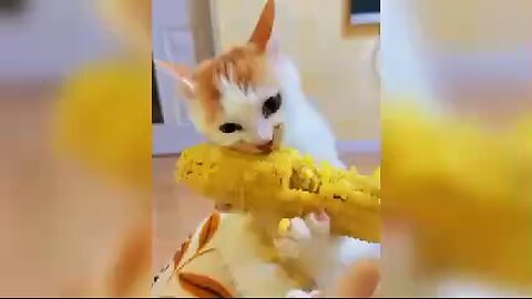 funny animals