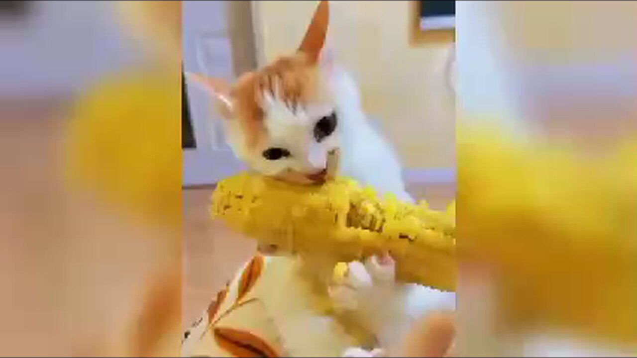 funny animals
