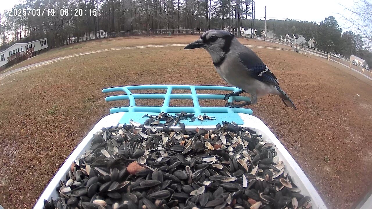 First years blue jay