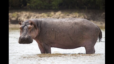 Hippopotamus