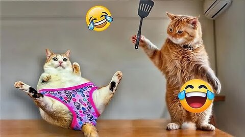 Funny Pets Video Completion - Part 01