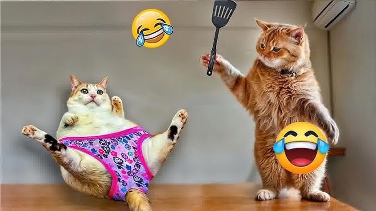 Funny Pets Video Compilation - Part 01