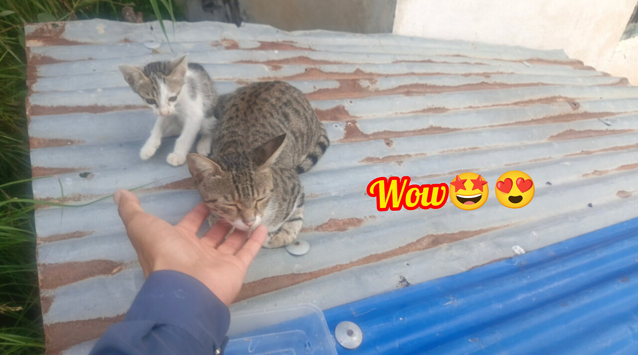 Funny Cat Video