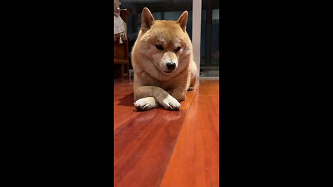 The Cutest Dog Moments You’ll Ever