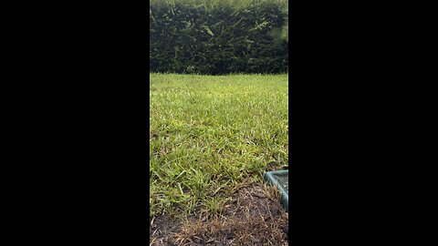 Sounds of the Rain