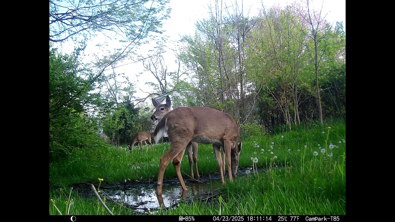 Deer Cam 04-23-2025 A Couple Hours After Grilling